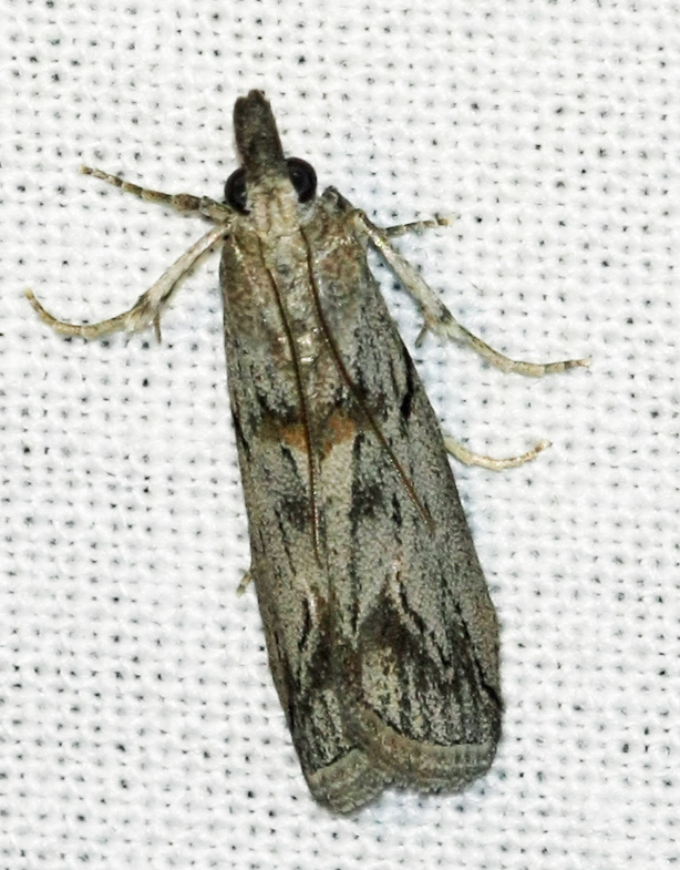 Name of this moth??